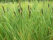 ), οι υδροχαρείς υάκινθοι (Eicchornea crassipes) καθώς επίσης και διάφορα αισθητικά φυτά, όπως τα διάφορα είδη κρίνων (Zantedeschia aethiopica, Iris pseudacorus, Canna flaccida, Hedychium coronarium)