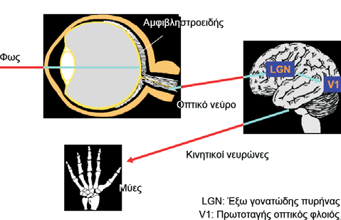 κίνηση, βάθος πεδίου) και το κοιλιακό (ventral) μονοπάτι κατά τον κροταφικό εγκεφαλικό λοβό και την περιοχή V4