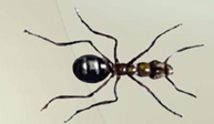 μυριάποδα (σαρανταποδαρούσα), τ αραχνοειδή (αράχνη, σκορπιός, τσιμπούρι) και τα έντομα