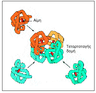 13 Εικόνα 6 Η αιμοσφαιρίνη: Χαρακτηριστικό παράδειγμα τεταρτοταγούς δομής πρωτεΐνης τέσσερεις πολυπεπτιδικές αλυσίδες.
