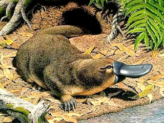 4) Ο Πλατύπους, ένας Σύγχρονος Λοιδωρός της Δαρβινικής Εξέλιξης Ο Πλατύπους (Platypus Ornithorhynchus anatinus), είναι ένα σύγχρονο, ασυνήθιστο και πολύ ενδιαφέρον ζώο της Αυστραλίας.