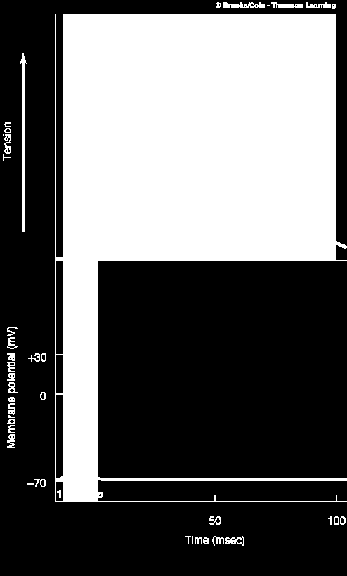 Σύνδεση Διέγερσης-Σύσπασης (Excitation-Contraction Coupling) Συσταλτική δραστηριότητα Το ΔΕ είναι πολύ σύντομο (1-2 msec) Η σύσπαση δεν ξεκινά μέχρι να απελευθερωθεί αρκετό Ca 2+ Κενή περίοδος Η