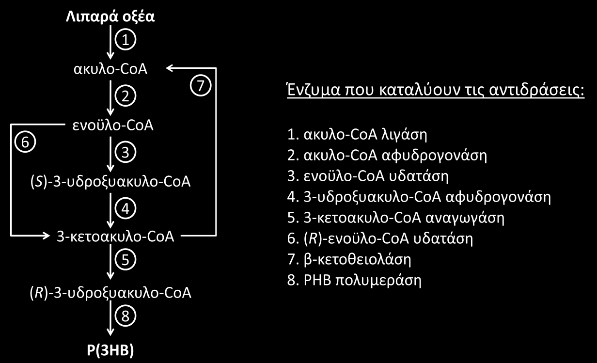Σχήμα 4.2. Βιοσύνθεση PHAs από λιπαρά οξέα στο βακτήριο R. rubrum (Μεταβολικό μονοπάτι ΙΙ) (Sudesh et al., 2000).