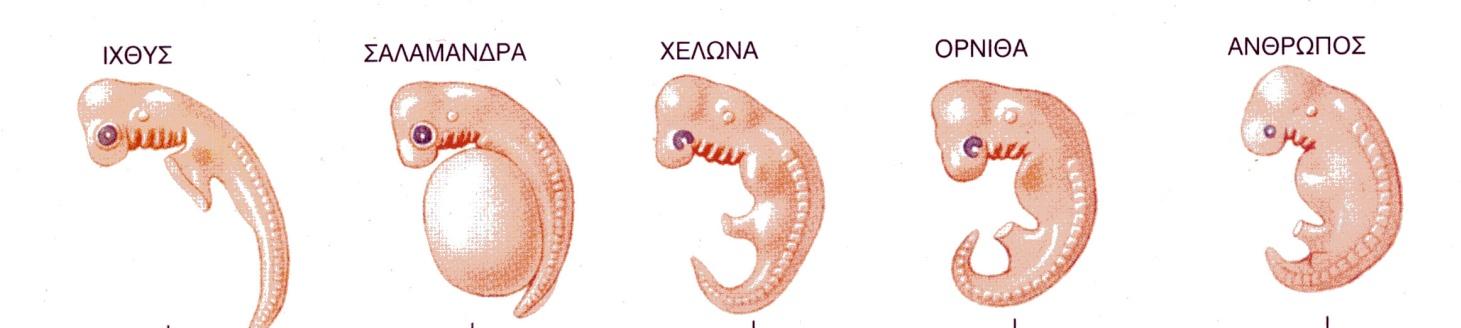 Σήμερα είναι εμφανείς κυρίως στα εμβρυϊκά στάδια των Χορδωτών Στα υδρόβια Σπονδυλωτά (ψάρια και προνύμφες αμφιβίων) και στα μη Σπονδυλωτά χορδωτά, μετατρέπονται σε εσωτερικά