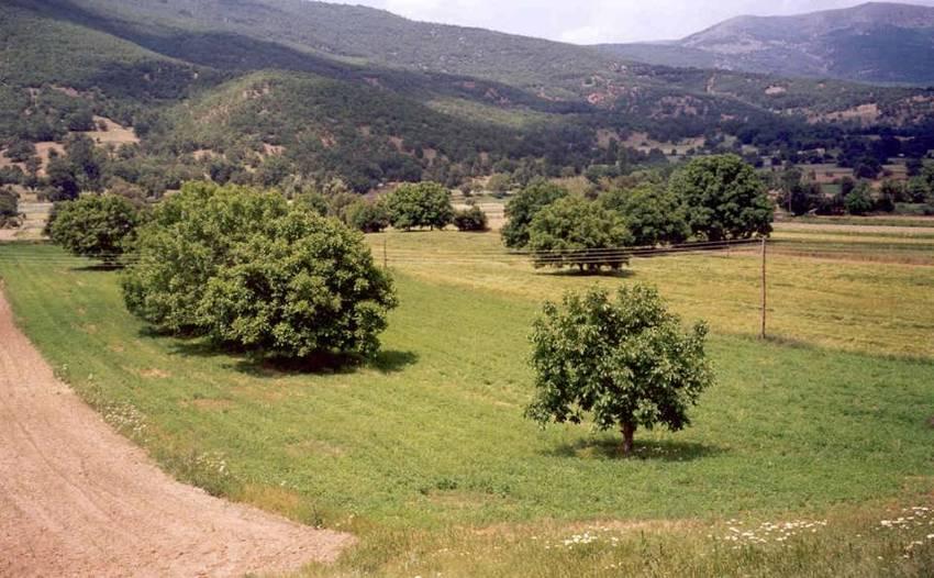 Καοσδιέπ με μηδική ρςξ