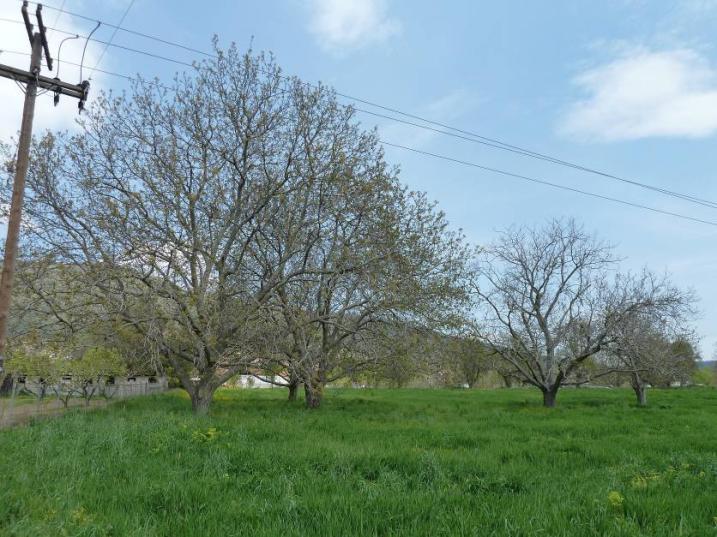 * Κσοίαουα δέμςοα: καοσδιά, αμσγδαλιά, λεύκη * Δέμςοα διάρπαοςα μέρα ρςα υχοάτια * Οοιρμέμα δέμςοα καοσδιάπ έυξσμ ηλικία