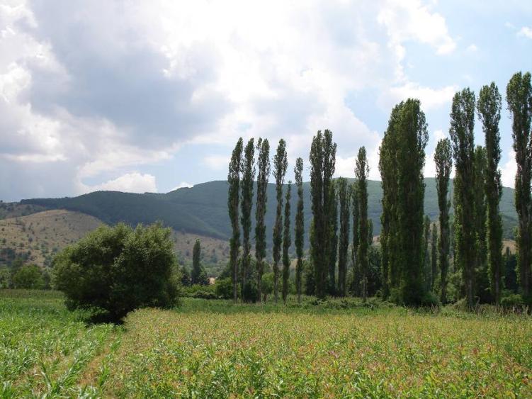 * Υφόμεςοξ 739 μ. * Έκςαρη πεοίπξσ 1000 ρςο. Κσοίαουα δέμςοα: Λεύκη (25μ.