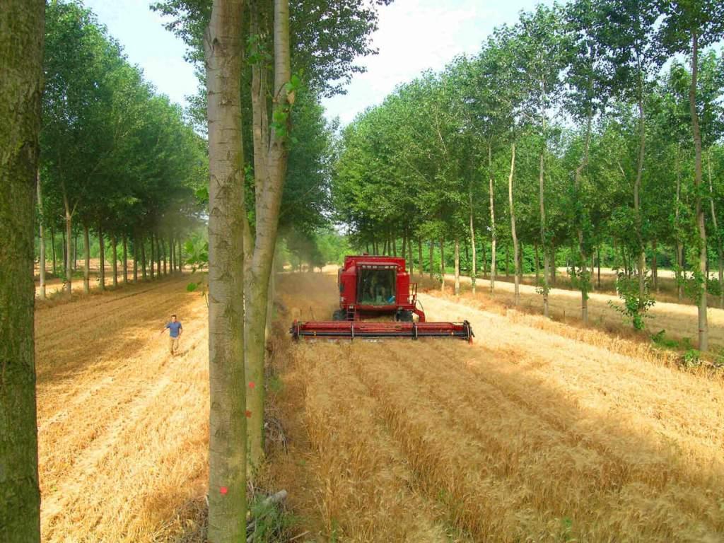 Γαλλία agroforesterie.