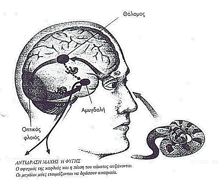 Σχήμα 2.7.1: Ανατομία του ανθρώπινου εγκεφάλου Η αμυγδαλή λειτουργεί ως «ψυχολογικός φρουρός» που εξετάζει κάθε κατάσταση και ενεργοποιεί τον υπόλοιπο εγκέφαλο σε περίπτωση ανάγκης.