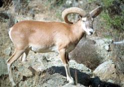 αγρινό: Είναι το μεγαλύτερο χερσαίο θηλαστικό και ενδημικό είδος στην Κύπρο. Χαρακτηρίζεται ως ο σημαντικότερος εκπρόσωπος της πανίδας του νησιού.