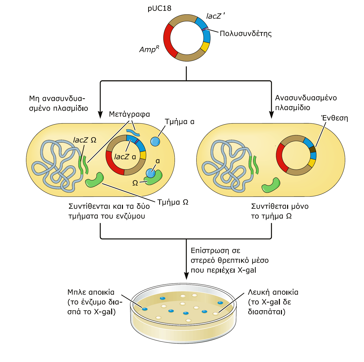 Το γονίδιο lac Z που παράγει β-γαλακτοζιδάση α & Ω τμήματα του ενζύμου Ενεργό ένζυμο Η