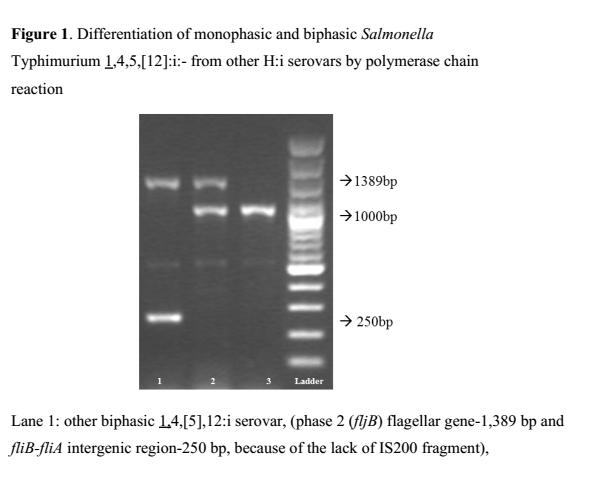 According to our results, the main clone of monophasic Typhimurium (1,4,5,[12]:i:-) circulating in humans in Greece is that of phage type DT120, R-type ASSuTSpTm and PFGE profile STYMXB.0010.