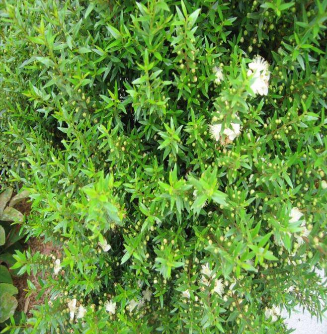 ΠΑΡΚΟ ΠΕΡΙΒΑΛΛΟΝΤΙΚΗΣ ΕΥΑΙΣΘΗΤΟΠΟΙΗΣΗΣ ΑΝΤΩΝΗΣ ΤΡΙΤΣΗΣ 4. Euonymus japonicus (Ευώνυμος, Ταφλάνι) Αειθαλείς φυλλοβόλοι θάμνοι και μικρά δένδρα.