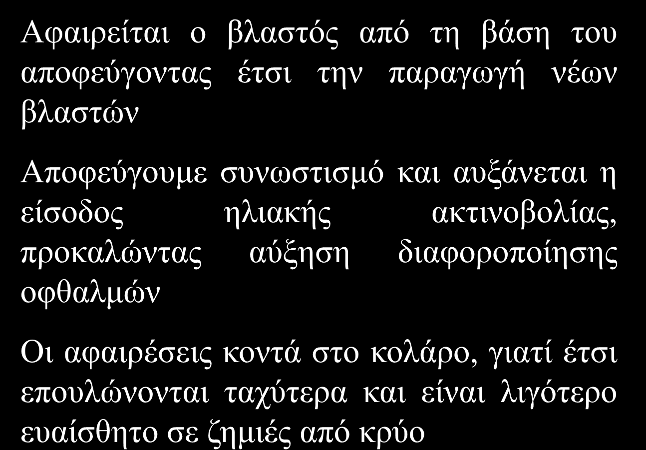 Αρχές κλαδεύματος Αφαιρείται ο βλαστός από τη βάση του αποφεύγοντας έτσι την παραγωγή νέων βλαστών Αποφεύγουμε συνωστισμό και αυξάνεται η είσοδος ηλιακής