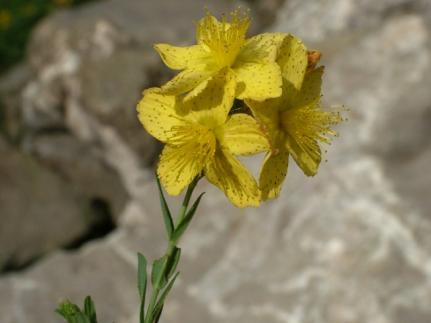 1.4.Hypericum vesiculosum Griseb. Το Hypericum vesiculosum (Εικόνα 3) ανήκει στην ομάδα (section) Drosocarpium.