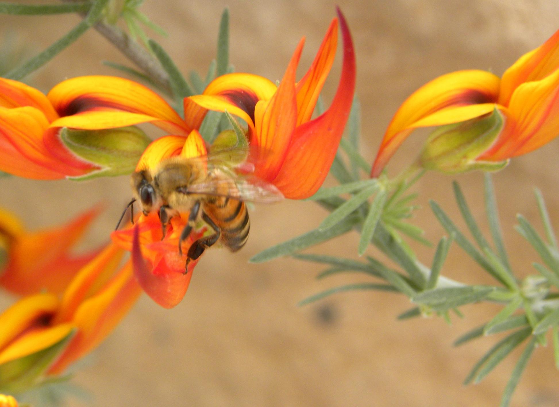 Photos by Christina Christodoulou Μέλισσες ένας πολύτιμος