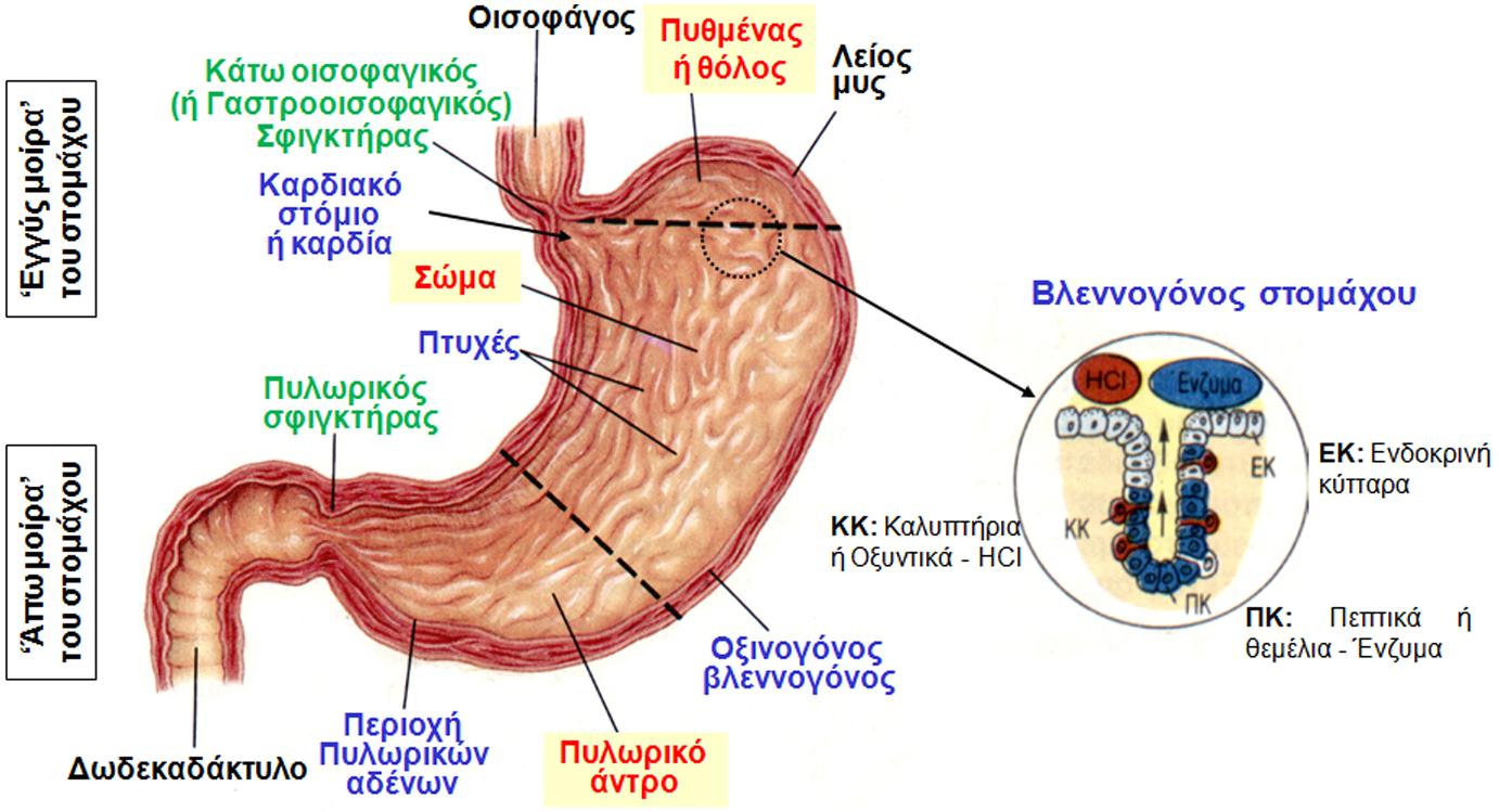 Στόμαχος (Β) Κυτταρικοί