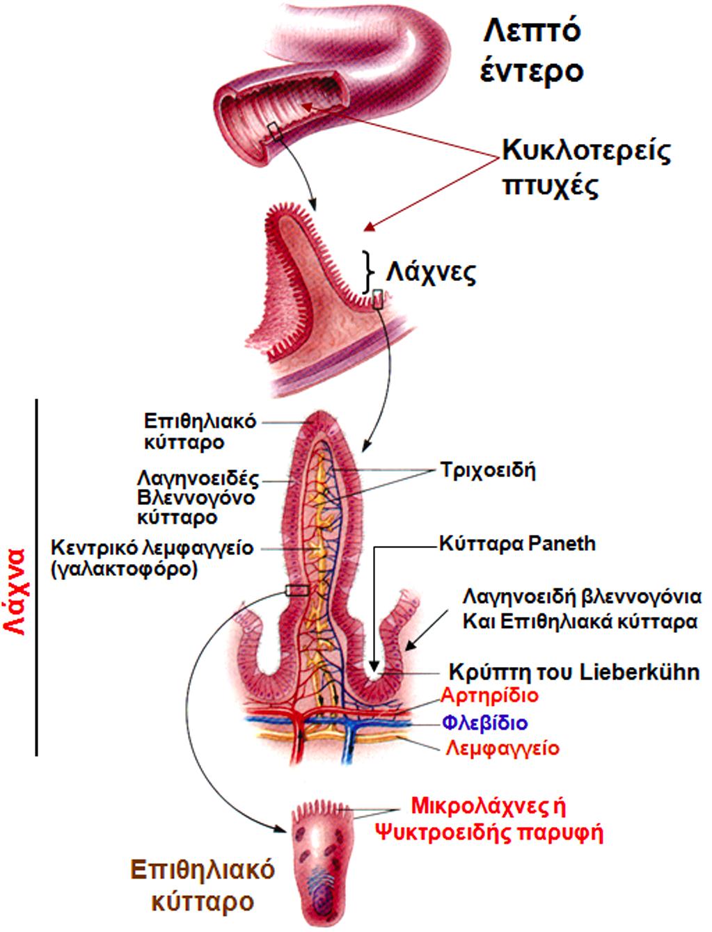 Απορροφητική επιφάνεια του λεπτού εντέρου Η επιφάνεια απορρόφησης του λεπτού εντέρου. Δομή λεπτού εντέρου.