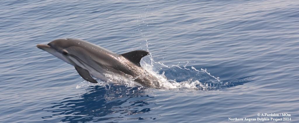 Northern Aegean Dolphin Project 2014-2015 Ενημερωτικό Φυλλάδιο Αθήνα, Νοέμβριος 2014 MOm / Εταιρεία για τη Μελέτη και