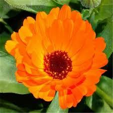 Καλέντουλα Η καταγωγή του είναι από την Αίγυπτο και το καλλιεργούμε συχνά στους κήπους. Υπάρχουν πολλές ποικιλίες με άνθη κίτρινα ή ζωηρά πορτοκαλιά.