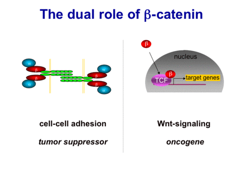Αδενωµατώδης πολυποδίαση του κόλου- µονοπάτι β-κατενίνης Η APC είναι µια κυτταροπλασµατική πρωτείνη η οποία ρυθµίζει τα ενδοκυττάρια
