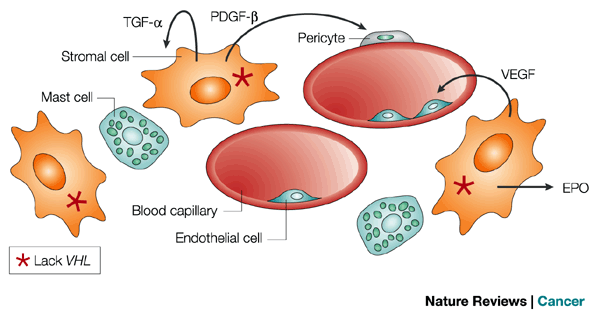 Συντηρούµενη αγγειογένεση (5) Αγγειογενετικοί παράγοντες που παράγουν τα κύτταρα του όγκου ή από τα φλεγµονώδη κύτταρα που διηθούν τους όγκους (VEGF, bfgf) Η υποξία εισάγει την αγγειογένεση µέσω του