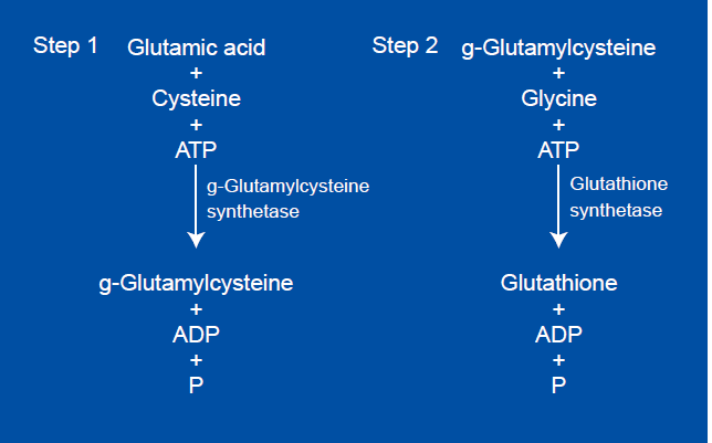 Εικόνα 16: Σύνθεση της γλουταθειόνης από κυστεΐνη, γλουταμικό και γλυκίνη.