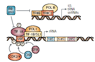 ΕΙΣΑΓΩΓΗ Τα ογκοκατασταλτικά γονίδια RB και p53 καταστέλλουν τη μεταγραφική ικανότητα της πολυμεράσης Ι και της πολυμεράσης ΙΙ και κατά συνέπεια και τον ρυθμό της πρωτεϊνοσύνθεσης (σχήμα Α.10).