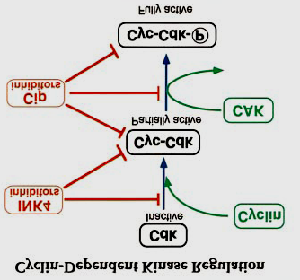 ΕΙΣΑΓΩΓΗ Η CDK2 προσδένεται στην κυκλίνη Α προκειμένου να ενεργοποιηθεί.