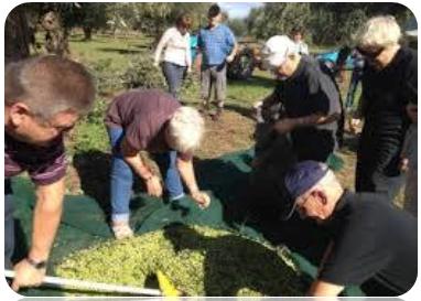 Η κυρίαρχη μορφή αγροτουρισμού στη Μεσσηνία είναι οι διακοπές σε αγροκτήματα και