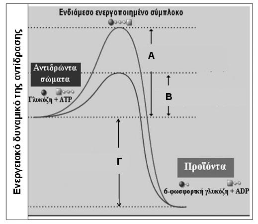 Εισαγωγικές 2012 (α)α: Ενέργεια ενεργοποίησης χωρίς ένζυμο, Β: Ενέργεια ενεργοποίησης με ένζυμο Γ: Ενέργεια που απελευθερώνεται (β) Η αντίδραση είναι εξώθερμη.