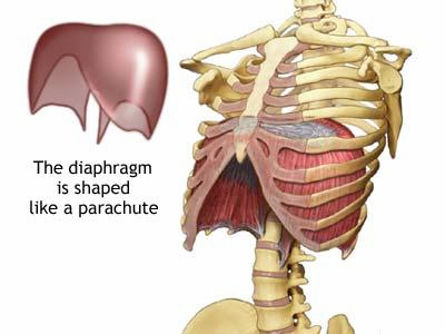 ΤΟ ΔΙΑΦΡΑΓΜΑ Η αναπνοή θα ήταν αδύνατη χωρίς την κίνηση του διαφράγματος Κατά την ΕΙΣΠΝΟΗ το διάφραγμα συστέλλεται και