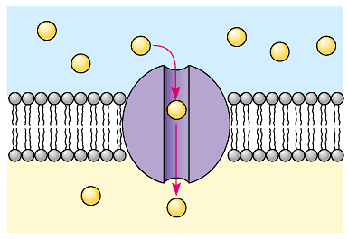 Πρωτεΐνες μεμβρανικής μεταφοράς Πρωτεΐνες δίαυλοι Πρωτεΐνες δίαυλοι: Σχηματίζουν