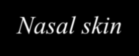 1 mm Mid-sagital view Beam vertical to nose First line: nasal skin