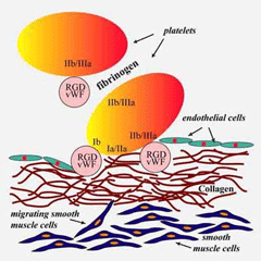 Αρτηριακή θρόμβωση Τα ενδοθηλιακά κύτταρα είναι το κύριο