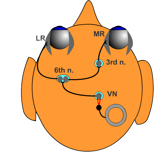 Το Αιθουσο-Οπτικό Ανακλαστικό (Vestibulo-Ocular Reflex - VOR) Λειτουργία Διατηρεί οπτική επαφή με ένα στόχο Μηχανισμός Αίσθηση της περιστροφής του κεφαλιού Σήματα για αντισταθμιστικές κινήσεις των