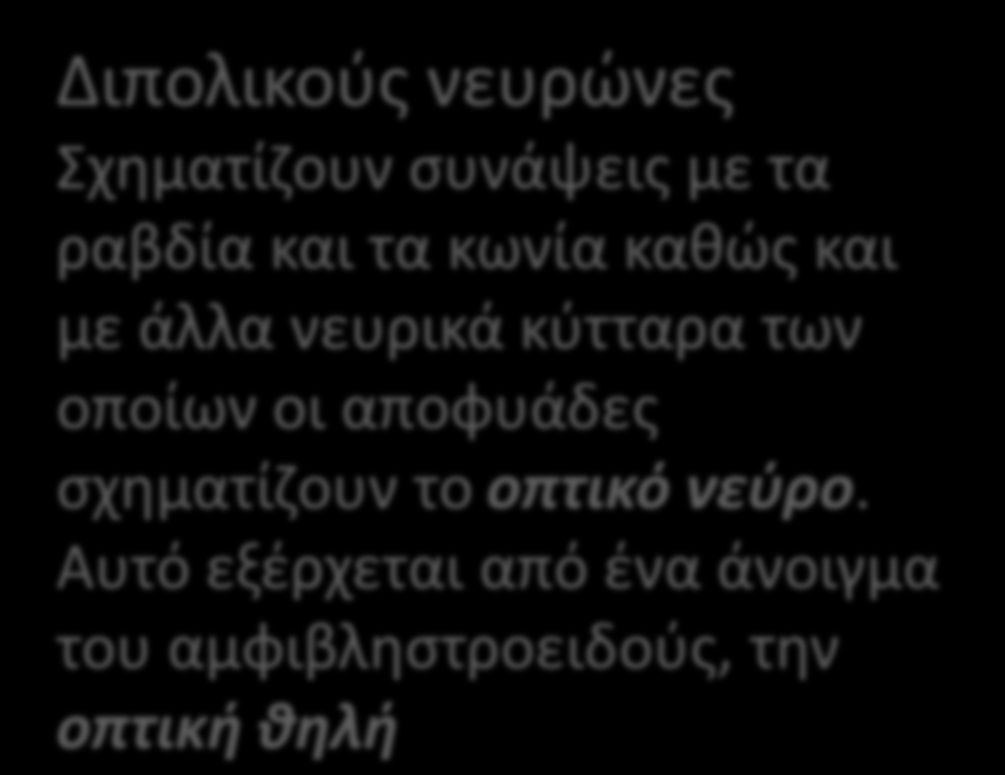 Αμφιβληστροειδής χιτώνας Βρίσκεται μέσα από τον χοριοειδή.