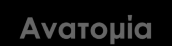 9-12 cm μήκος, 4-5 cm πλάτος, 3-4 cm πάχος Περιτονία του Gerota περιβάλλει το νεφρό, νεφρική κάψα, περιωεφρικ.