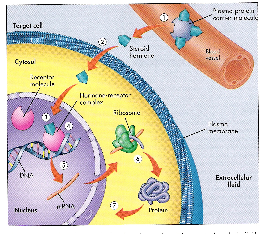 32 25-OH (ήπαρ) 1-ΟΗ (νεφρός) Εικόνα 4: Σύνθεση και χηµική δοµή της βιταµίνης D.