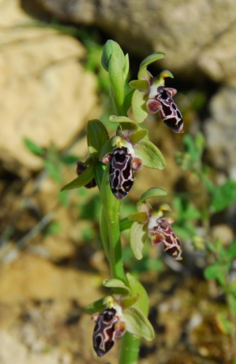 * Ophrys kotschyi Η O.