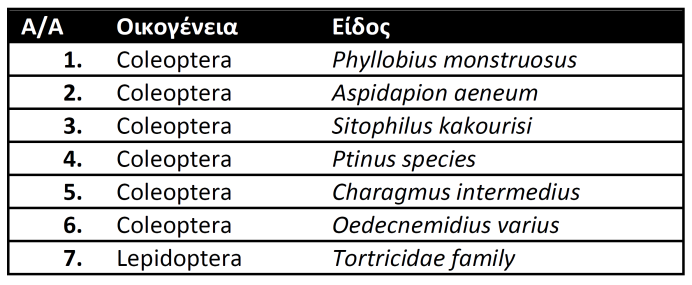 Έντομα θηρευτές των καρπών της Quercus alnifolia. Εικόνα 28. Τρύπιοι καρποί της Quercus alnifolia. Στο πλαίσιο μελέτης της δυναμικής της αναγέννησης της Q.