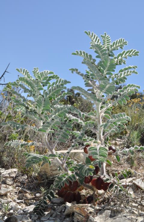 * Astragalus macrocarpus subsp. lefkarensis Το ΜΑΦ του υποείδους *Astragalus macrocarpus subsp. lefkarensis (2,7 ha) ορίστηκε στην «Περιοχή Ασγάτας».