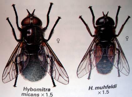 Πτερυγωτά Τάξη: Δίπτερα Περίπου 90000 είδη Μύγες, κουνούπια Ένα ζεύγος πτερύγων μόνο Οι οπίσθιες πτέρυγες