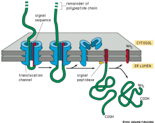 9-3 Εικόνα 9.2. Η πρόσδεση της νεοσυσταθείσας πρωτεΐνης στο translocon.