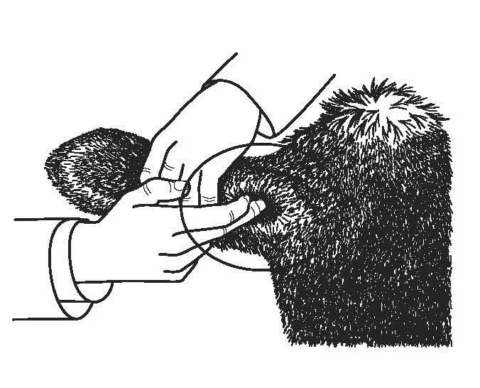 Εικόνα 1. Σημείο της υποδόριας χορήγησης του NAXCEL στην οπίσθια επιφάνεια του αυτιού, εκεί που ενώνεται με το κεφάλι (βάση του αυτιού) Εικόνα 2.