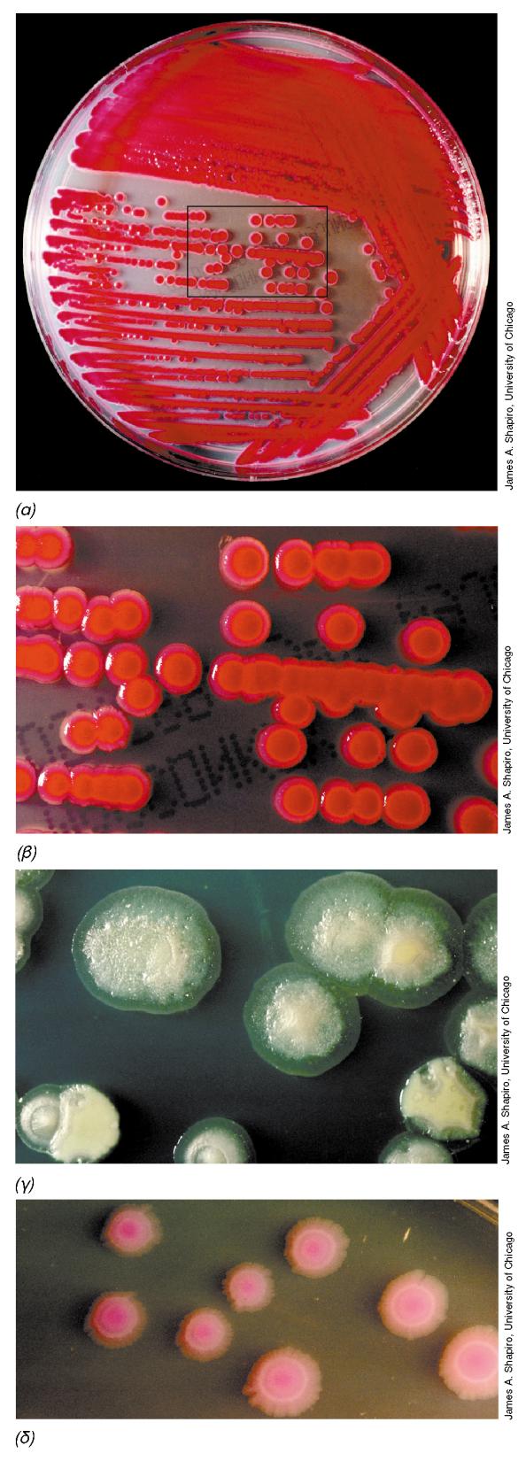 BIOΛOΓIA TΩN MIKPOOPΓANIΣMΩN ΠANEΠIΣTHMIAKEΣ EKΔOΣEIΣ KPHTHΣ