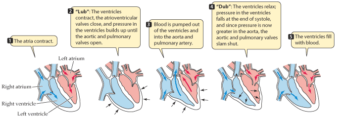 Καρδιακός κύκλος (0,8 sec) 4 διαμερίσματα με ανεξάρτητη δράση αλλά απόλυτο συγχρονισμό Αυτοματία: η καρδιά δημιουργεί δυναμικά δράσης μέσω ειδικών κυττάρων (βηματοδότες) χωρίς την επέμβαση των