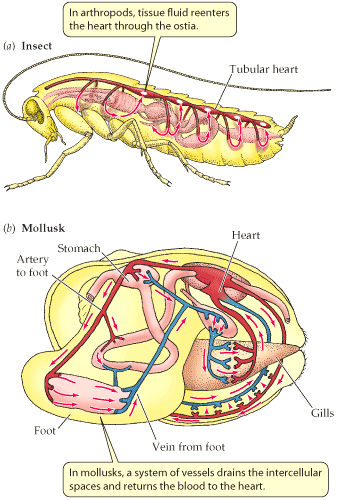 Ανοιχτό κυκλοφορικό σύστημα Η καρδιά είναι ένας σωλήνας που εκτείνεται σε όλο το μήκος του ζώου.