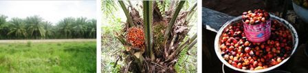 2.2. Ελαιοδοτικά δέντρα και θάμνοι Εκτός βέβαια από τα ελαιούχα φυτά μεγάλης καλλιέργειας, για παραγωγή βιοντίζελ χρησιμοποιούνται και τροπικά φυτά όπως ο φοίνικας, η καρύδα και η Jatropha.