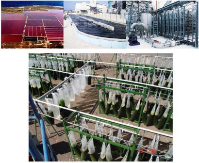 Παρόμοιες μεθόδους έχει αναπτύξει και η εταιρεία GreenFuel Technologies Corporation, για παραγωγή βιοντίζελ και βιοαιθανόλης από άλγη (φύκια).